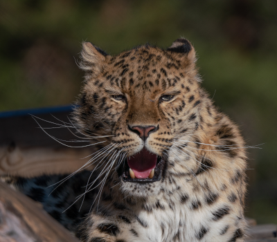 Photo of a big cat.